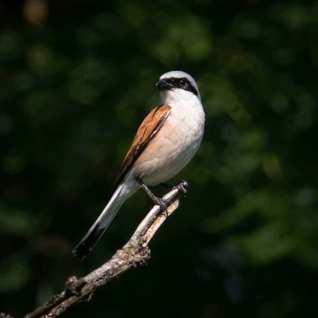 Naturschutz