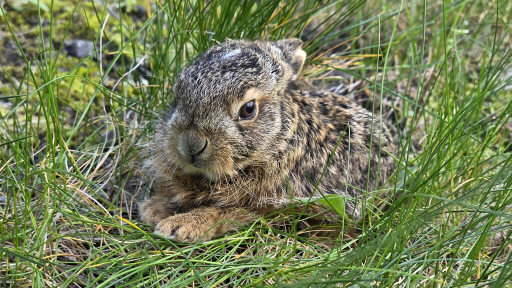 Umgang mit gefundenen Wildtieren